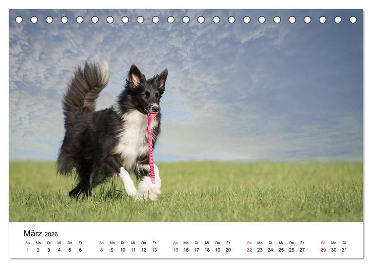 Produktbild: Border Collie - Bunt und clever! (Tischkalender 2026 DIN A5 quer), CALVENDO Monatskalender