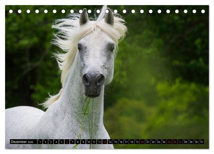 Produktbild: Traumpferd Lipizzaner (Tischkalender 2026 DIN A5 quer), CALVENDO Monatskalender
