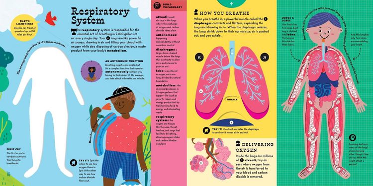 Produktbild: The Interactive Human Body