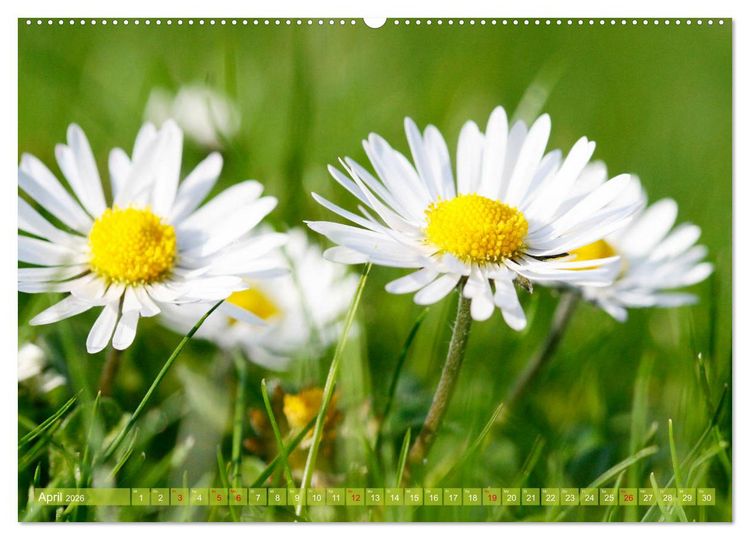 Produktbild: Auf Augenh&ouml;he mit G&auml;nsebl&uuml;mchen (Wandkalender 2026 DIN A2 quer), CALVENDO Monatskalender