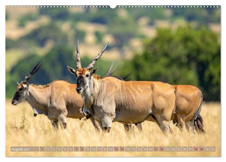 Produktbild: Antilopenzauber (Wandkalender 2027 DIN A2 quer), CALVENDO Monatskalender
