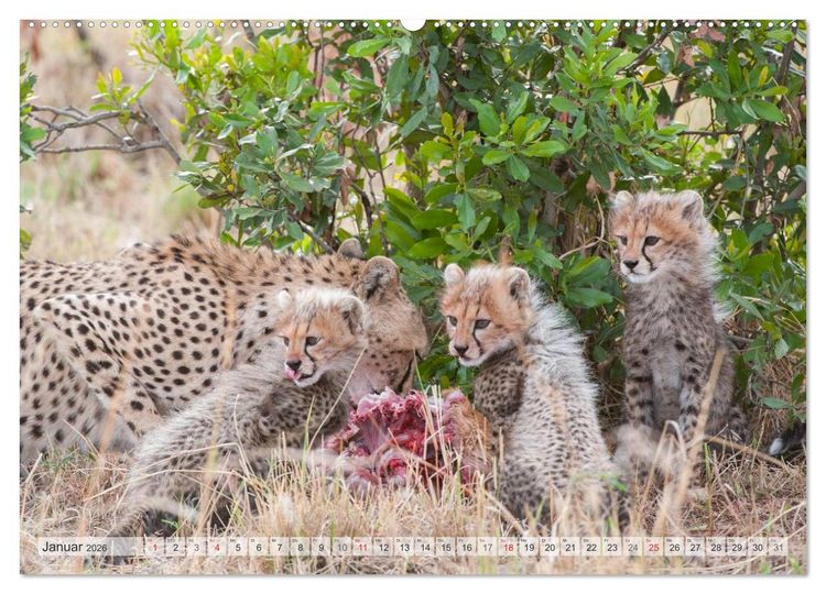 Produktbild: Emotionale Momente: Afrika Wildlife Part 2 / CH-Version (Wandkalender 2026 DIN A2 quer), CALVENDO Monatskalender