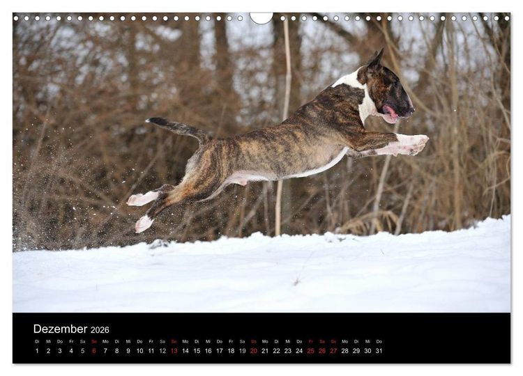 Produktbild: Bullterrier 2026 - Kleine Clowns mit gro&szlig;em Herz (Wandkalender 2026 DIN A3 quer), CALVENDO Monatskalender