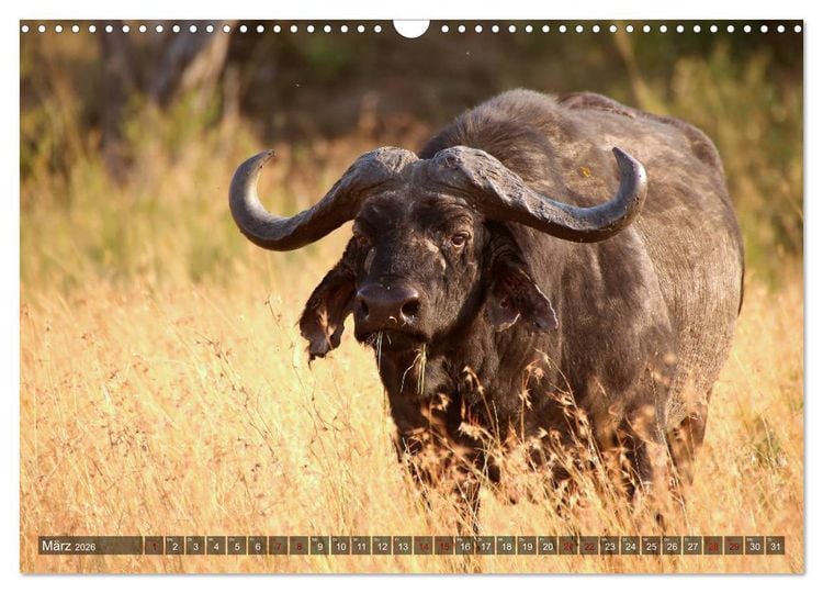 Produktbild: Afrika - Zauber der Wildnis (Wandkalender 2026 DIN A3 quer), CALVENDO Monatskalender