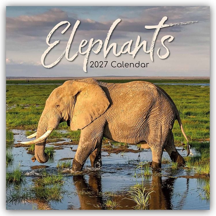 Produktbild: Elephants &ndash; Elefanten 2027 &ndash; 16-Monatskalender