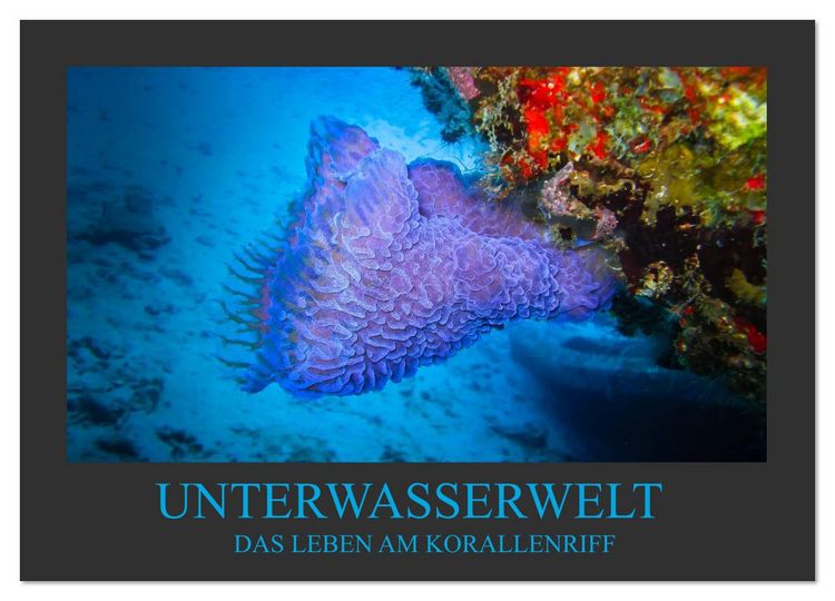 Produktbild: Unterwasserwelt - Das Leben am Korallenriff (Wandkalender 2026 DIN A4 quer), CALVENDO Monatskalender