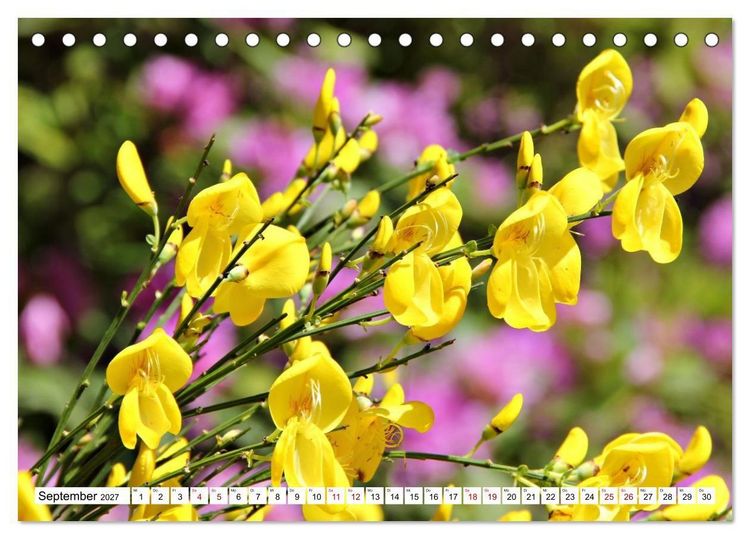 Produktbild: Bl&uuml;tenzauber auf Madeira. Wildblumen und Ziergew&auml;chse (Tischkalender 2027 DIN A5 quer), CALVENDO Monatskalender