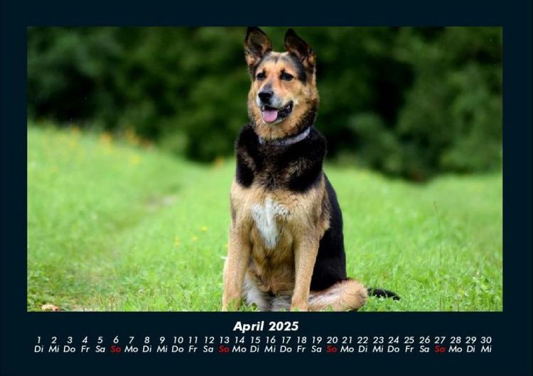 Produktbild: Der Hundekalender 2025 Fotokalender DIN A4