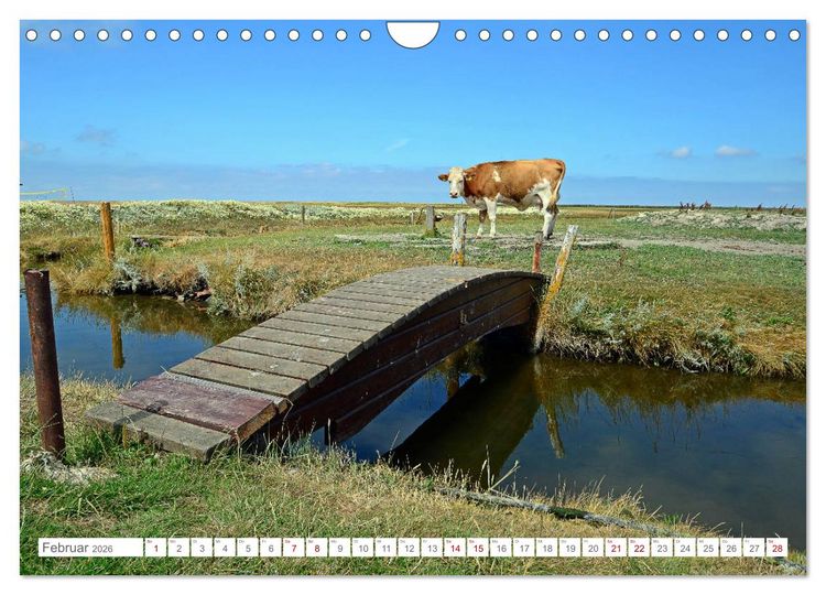 Produktbild: Sommertage auf Hallig Hooge (Wandkalender 2026 DIN A4 quer), CALVENDO Monatskalender