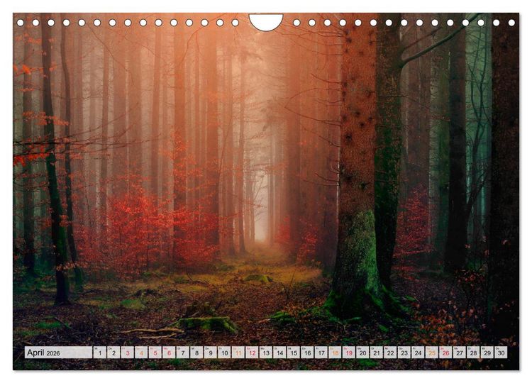 Produktbild: Wald - mystische Spazierg&auml;nge (Wandkalender 2026 DIN A4 quer), CALVENDO Monatskalender
