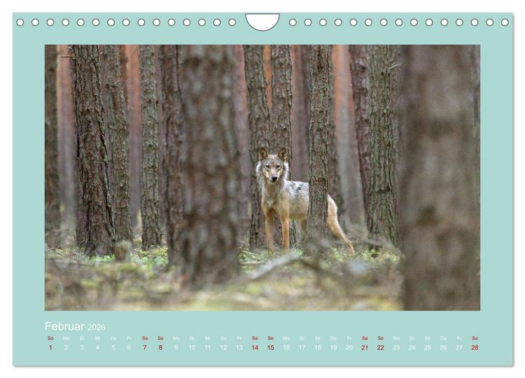 Produktbild: W&ouml;lfe, Impressionen aus der Lausitz (Wandkalender 2026 DIN A4 quer), CALVENDO Monatskalender