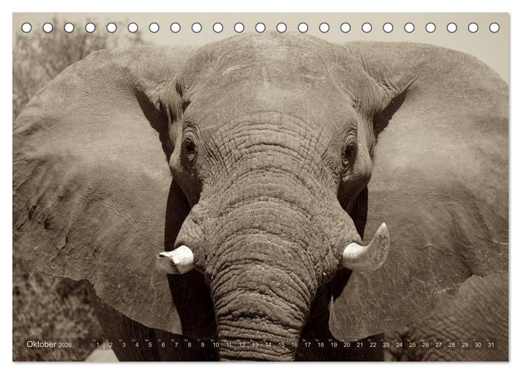 Produktbild: Botswana &ndash; Impressionen aus Afrika (Tischkalender 2026 DIN A5 quer), CALVENDO Monatskalender