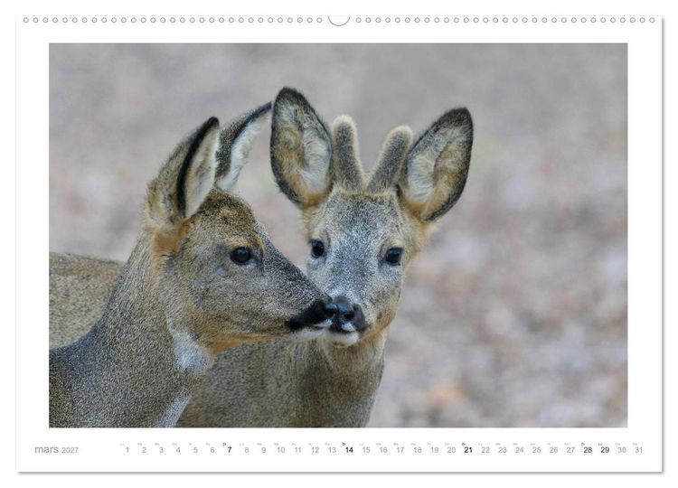 Produktbild: Un an avec des chevreuils (Calendrier mural haut de gamme 2027 DIN A2 vertical), CALVENDO calendrier mensuel