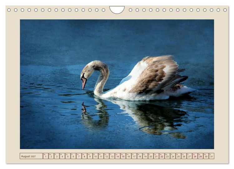Produktbild: V&ouml;gel am Chemnitzer Schlossteich (Wandkalender 2027 DIN A4 quer), CALVENDO Monatskalender