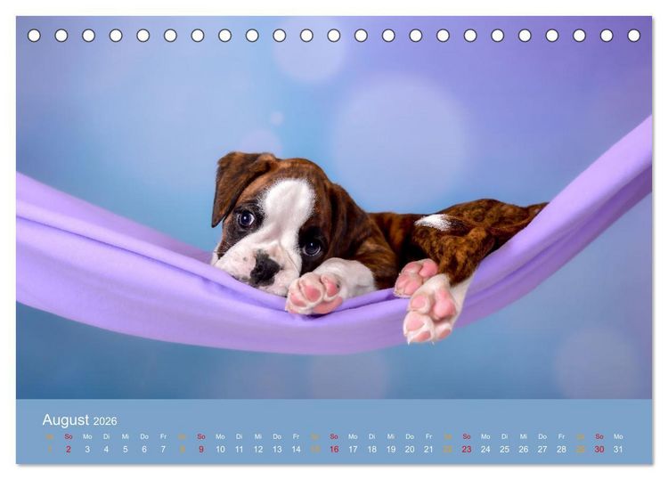 Produktbild: Boxer Welpen einfach zuckers&uuml;&szlig; (Tischkalender 2026 DIN A5 quer), CALVENDO Monatskalender