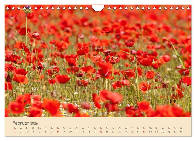 Produktbild: Mohnblumen - rote Sch&ouml;nheiten (Wandkalender 2026 DIN A4 quer), CALVENDO Monatskalender