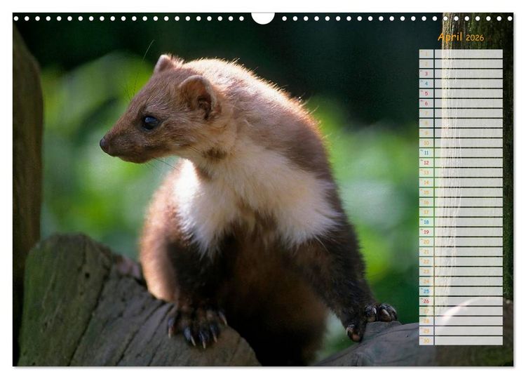 Produktbild: Tiere des Waldes (Wandkalender 2026 DIN A3 quer), CALVENDO Monatskalender