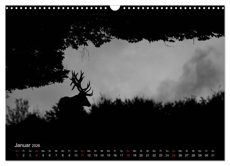 Produktbild: Der Rothirsch, K&ouml;nig der W&auml;lder (Wandkalender 2026 DIN A3 quer), CALVENDO Monatskalender
