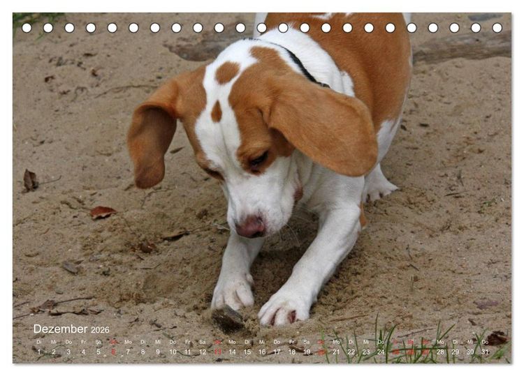 Produktbild: Beagle (Tischkalender 2026 DIN A5 quer), CALVENDO Monatskalender