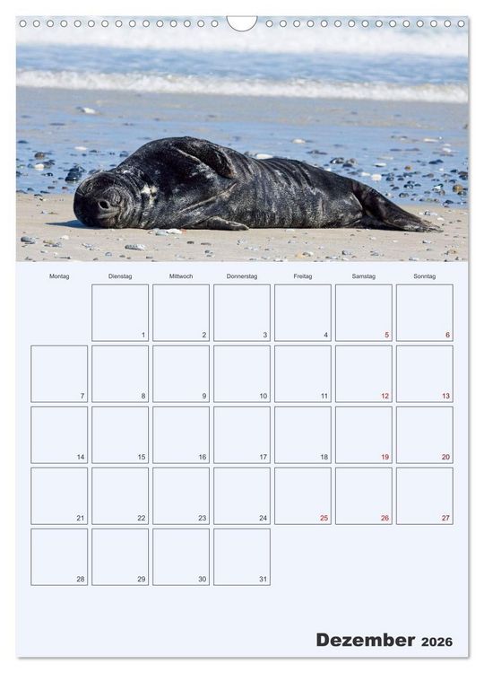 Produktbild: Wildes Leben auf Helgoland (Wandkalender 2026 DIN A3 hoch), CALVENDO Monatskalender