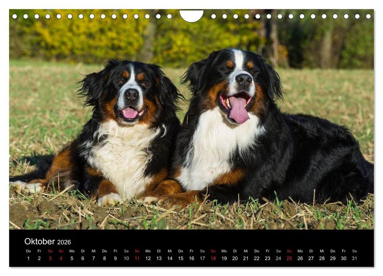 Produktbild: Treuer Freund Berner Sennenhund (Wandkalender 2026 DIN A4 quer), CALVENDO Monatskalender