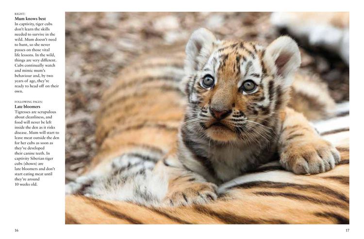 Produktbild: Tigers