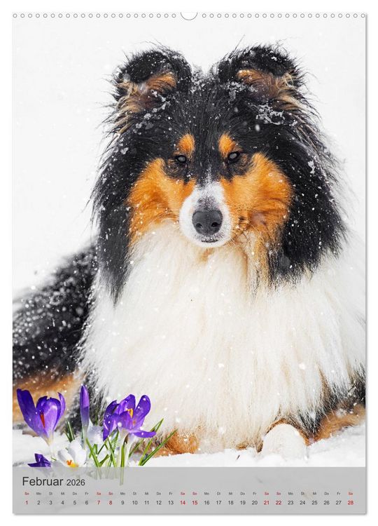 Produktbild: Traumhund Collie - Liebe auf vier Pfoten (Wandkalender 2026 DIN A2 hoch), CALVENDO Monatskalender