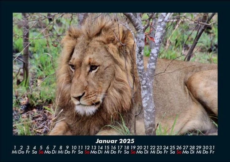 Produktbild: L&ouml;wen in der Wildnis 2025 Fotokalender DIN A5