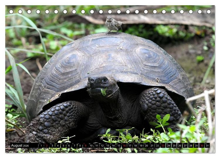 Produktbild: Galapagos Archipel- Faszination Tierwelt (Tischkalender 2026 DIN A5 quer), CALVENDO Monatskalender