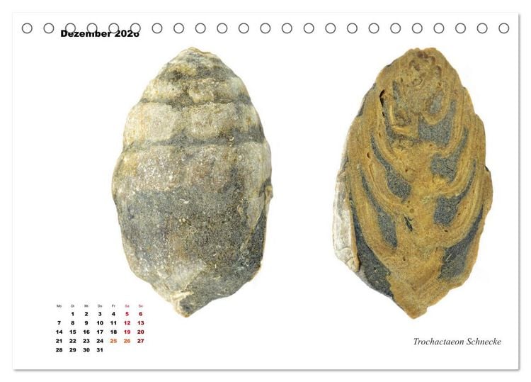 Produktbild: Fossilien - Ammoniten, Trilobiten, Erdgeschichte (Tischkalender 2026 DIN A5 quer), CALVENDO Monatskalender