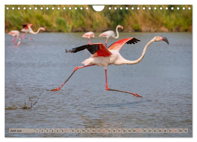 Produktbild: Camargue - Der wilde S&uuml;den Frankreichs (Wandkalender 2026 DIN A4 quer), CALVENDO Monatskalender