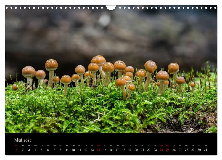 Produktbild: PILZE IM FOKUS 2026 (Wandkalender 2026 DIN A3 quer), CALVENDO Monatskalender