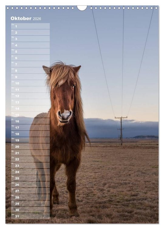 Produktbild: Mein ISLANDPFERDE Planer - Geburtstage, Hof-Feste, Turniere (Wandkalender 2026 DIN A3 hoch), CALVENDO Monatskalender