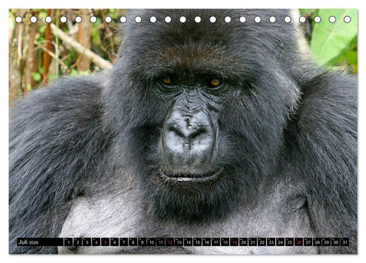 Produktbild: Berggorillas - die sanften Riesen (Tischkalender 2026 DIN A5 quer), CALVENDO Monatskalender