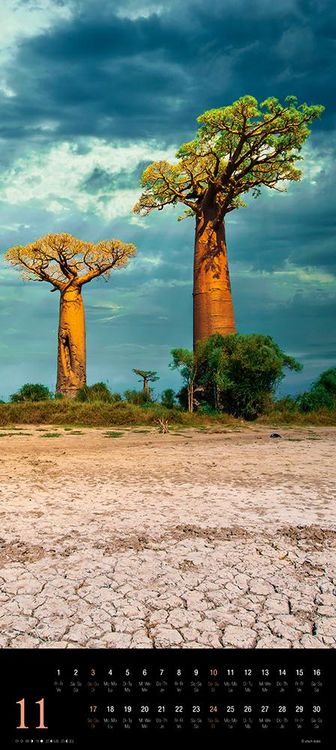 Produktbild: Trees 2024