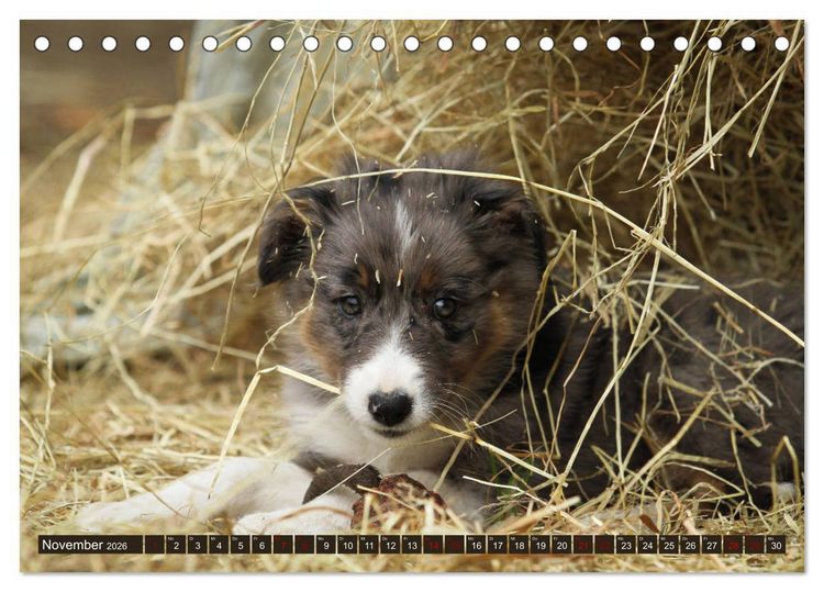 Produktbild: Tierkinder klein und s&uuml;&szlig; (Tischkalender 2026 DIN A5 quer), CALVENDO Monatskalender