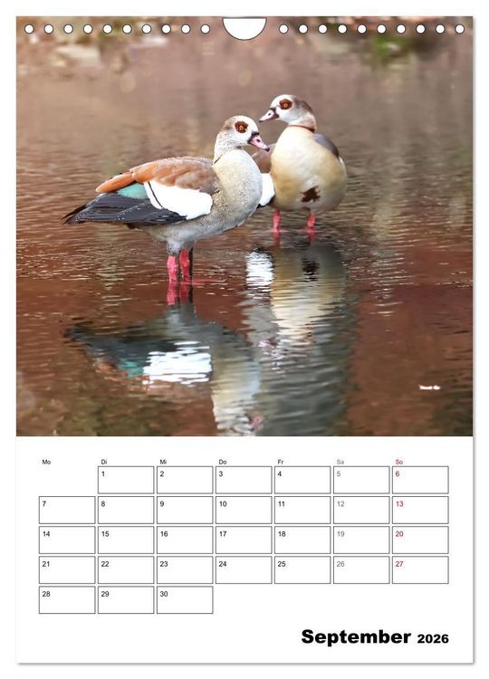 Produktbild: G&auml;nse, geliebte Wasserv&ouml;gel (Wandkalender 2026 DIN A4 hoch), CALVENDO Monatskalender