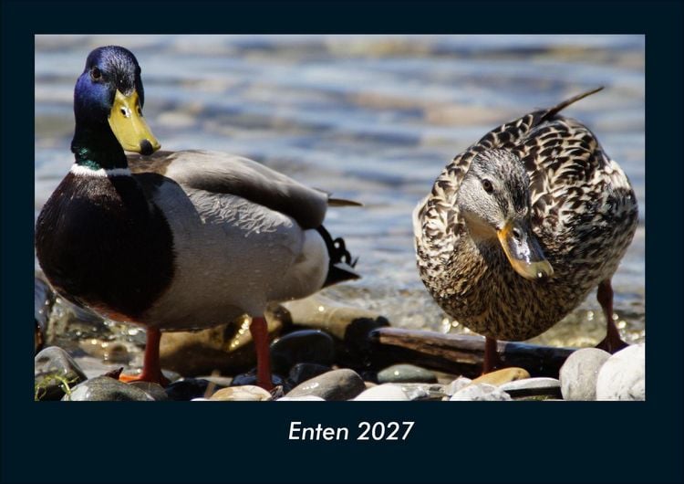 Produktbild: Enten 2027 Fotokalender DIN A4