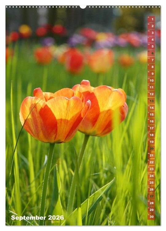Produktbild: Bunte Tulpenpracht (hochwertiger Premium Wandkalender 2026 DIN A2 hoch), Kunstdruck in Hochglanz