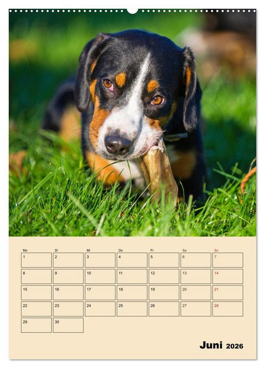 Produktbild: Jahresplaner Entlebucher Sennenhund (Wandkalender 2026 DIN A2 hoch), CALVENDO Monatskalender