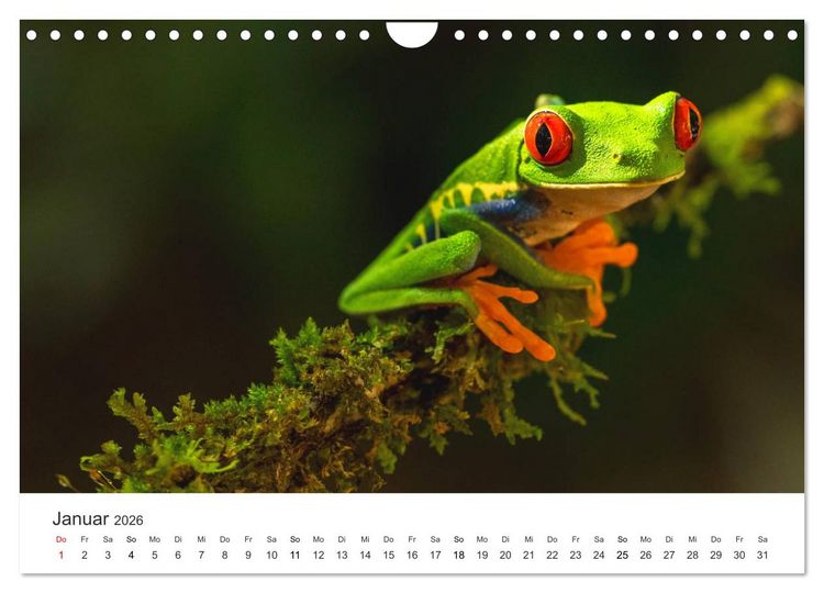 Produktbild: Costa Rica - exotische Tierwelt und unber&uuml;hrte Natur (Wandkalender 2026 DIN A4 quer), CALVENDO Monatskalender