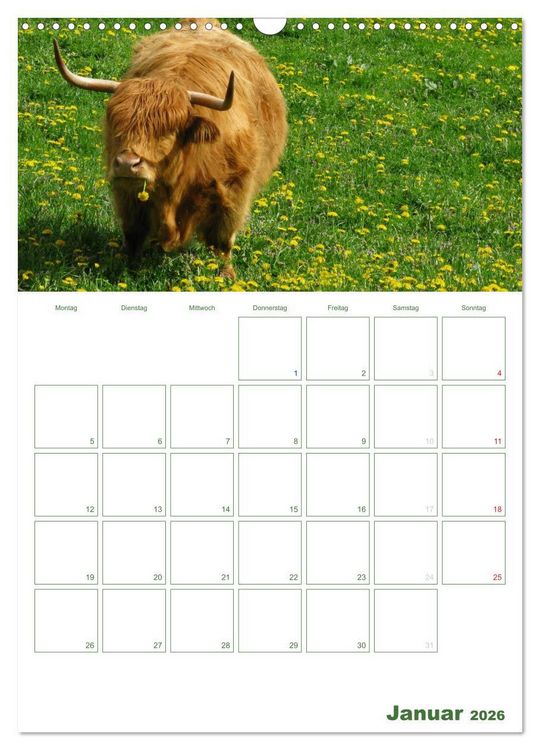 Produktbild: Kuhle K&uuml;he 2026 (Wandkalender 2026 DIN A3 hoch), CALVENDO Monatskalender