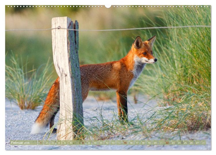 Produktbild: Wilder Dar&szlig; - Fuchs, Hirsch und Co. 2026 (Wandkalender 2026 DIN A2 quer), CALVENDO Monatskalender