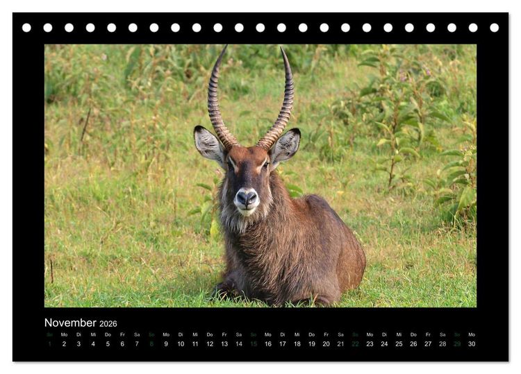Produktbild: Wilde Tiere Afrikas (Tischkalender 2026 DIN A5 quer), CALVENDO Monatskalender