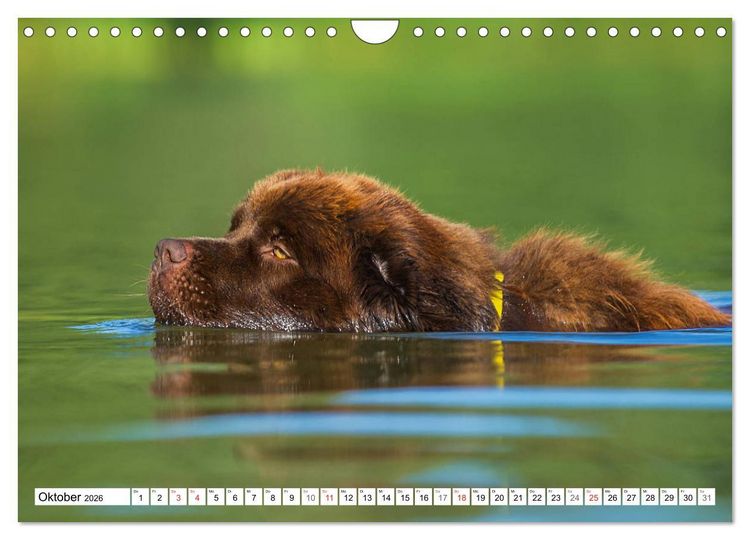 Produktbild: Neufundl&auml;nder - Ein b&auml;renstarker Freund (Wandkalender 2026 DIN A4 quer), CALVENDO Monatskalender