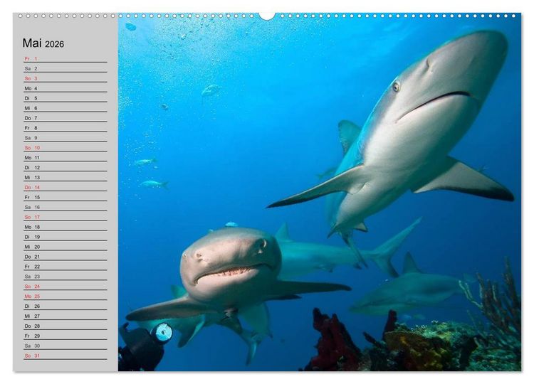 Produktbild: Haie (hochwertiger Premium Wandkalender 2026 DIN A2 quer), Kunstdruck in Hochglanz