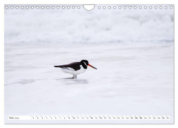 Produktbild: Helgoland - Das Leben auf der D&uuml;ne Helgolands (Wandkalender 2026 DIN A4 quer), CALVENDO Monatskalender