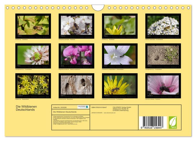 Produktbild: Die Wildbienen Deutschlands (Wandkalender 2026 DIN A4 quer), CALVENDO Monatskalender