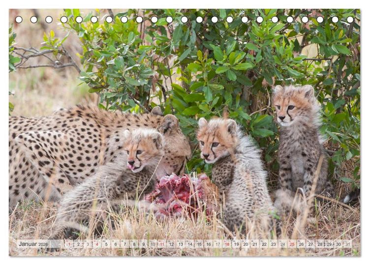 Produktbild: Emotionale Momente: Afrika Wildlife Part 2 / CH-Version (Tischkalender 2026 DIN A5 quer), CALVENDO Monatskalender
