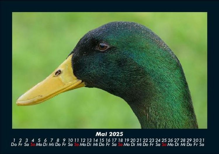 Produktbild: Enten 2025 Fotokalender DIN A5